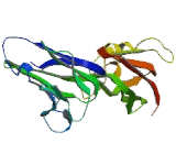 V-Set And Immunoglobulin Domain Containing Protein 8 (VSIG8)