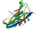 V-Set And Transmembrane Domain Containing Protein 1 (VSTM1)