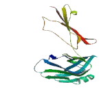 V-Set And Transmembrane Domain Containing Protein 2 (VSTM2)