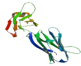 V-Set And Transmembrane Domain Containing Protein 2B (VSTM2B)