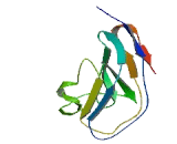 V-Set And Transmembrane Domain Containing Protein 5 (VSTM5)