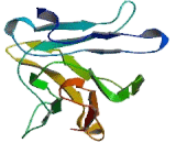 V-Set Domain Containing T-Cell Activation Inhibitor 1 (VTCN1)