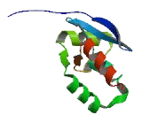 V-Ski Sarcoma Viral Oncogene Homolog (SKI)