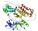 V-Src Sarcoma Viral Oncogene Homolog (SRC)