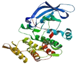 Vaccinia Related Kinase 3 (VRK3)