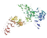 Vacuolar Protein Sorting 13B (VPS13B)