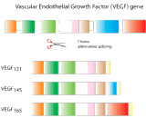 Vascular Endothelial Growth Factor 121 (VEGF121)