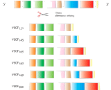 Vascular Endothelial Growth Factor 189 (VEGF189)