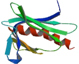 Vasodilator Stimulated Phosphoprotein (VASP)