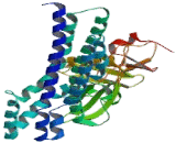 Vav 1 Oncogene (VAV1)