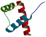 Ventral Anterior Homeobox Protein 2 (VAX2)