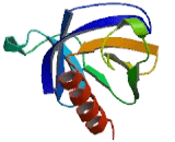 Ventricular Zone Expressed PH Domain Homolog 1 (VEPH1)