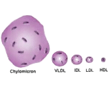 Very High Density Lipoprotein (VHDL)