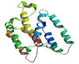 Vesicular Monoamine Transporter 1 (VMAT1)