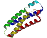 Vimentin Type Intermediate Filament Associated Coiled Coil Protein (VMAC)