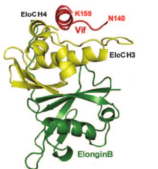 Virion infectivity factor, HIV2 (Vif)