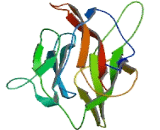 Vitelline Membrane Outer Layer Protein 1 (VMO1)