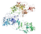 Von Willebrand Factor D and EGF Domain Containing Protein (vWDE)