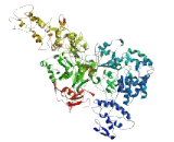 WAS Protein Family Homolog 7 (WASH7)