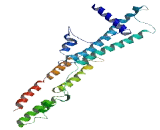 WAS Protein Homolog Associated With Actin, Golgi Membranes And Microtubules (WHAMM)