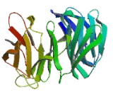 WD Repeat And SOCS Box Containing Protein 2 (WSB2)