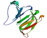 WD Repeat Containing Domain Protein 1 (WDR1)