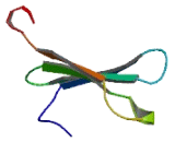 WD Repeat Containing Domain Protein 17 (WDR17)