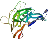 WD Repeat Containing Domain Protein 18 (WDR18)