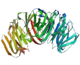 WD Repeat Containing Domain Protein 20 (WDR20)