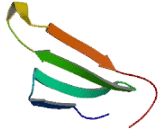 WD Repeat Containing Domain Protein 25 (WDR25)