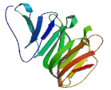 WD Repeat Containing Domain Protein 27 (WDR27)