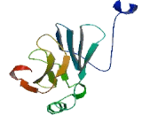 WD Repeat Containing Domain Protein 35 (WDR35)