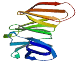 WD Repeat Containing Domain Protein 36 (WDR36)