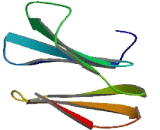 WD Repeat Containing Domain Protein 37 (WDR37)