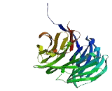 WD Repeat Containing Domain Protein 38 (WDR38)