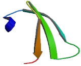 WD Repeat Containing Domain Protein 4 (WDR4)