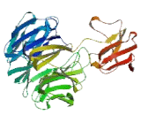 WD Repeat Containing Domain Protein 41 (WDR41)