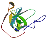 WD Repeat Containing Domain Protein 43 (WDR43)