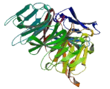 WD Repeat Containing Domain Protein 44 (WDR44)