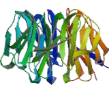 WD Repeat Containing Domain Protein 5 (WDR5)