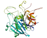 WD Repeat Containing Domain Protein 52 (WDR52)