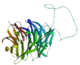 WD Repeat Containing Domain Protein 53 (WDR53)