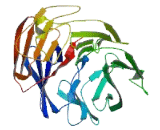 WD Repeat Containing Domain Protein 54 (WDR54)