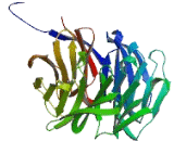 WD Repeat Containing Domain Protein 5B (WDR5B)