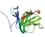 WD Repeat Containing Domain Protein 6 (WDR6)