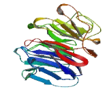 WD Repeat Containing Domain Protein 60 (WDR60)