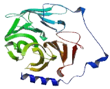 WD Repeat Containing Domain Protein 62 (WDR62)