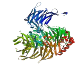 WD Repeat Containing Domain Protein 63 (WDR63)