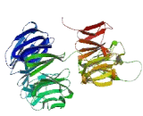 WD Repeat Containing Domain Protein 64 (WDR64)