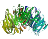 WD Repeat Containing Domain Protein 65 (WDR65)